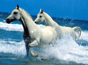 أقوال مأثورة في الخيل