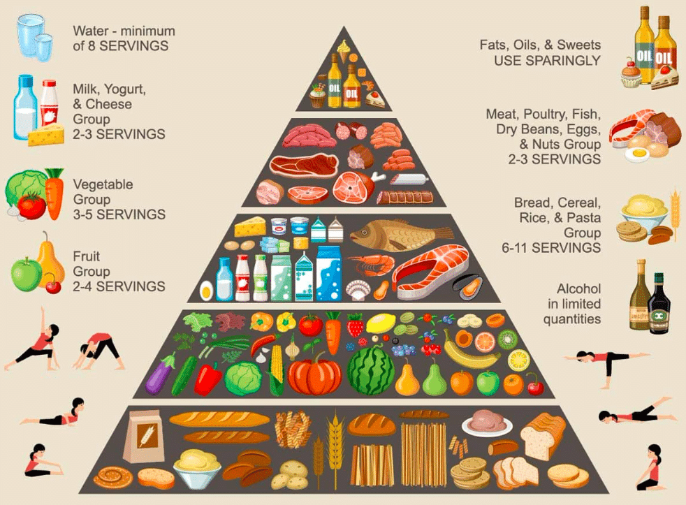 الهرم الغذائي للاطفال بالانجليزي : the food chain