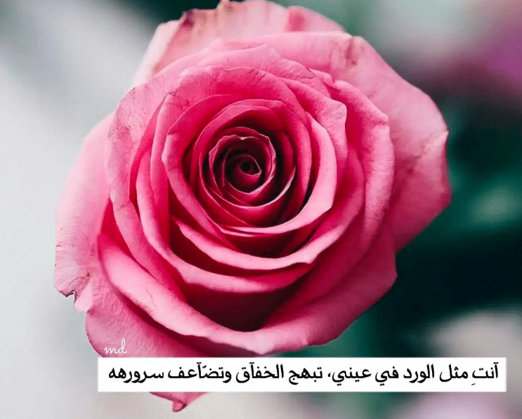 خواطر عن الورد والحب