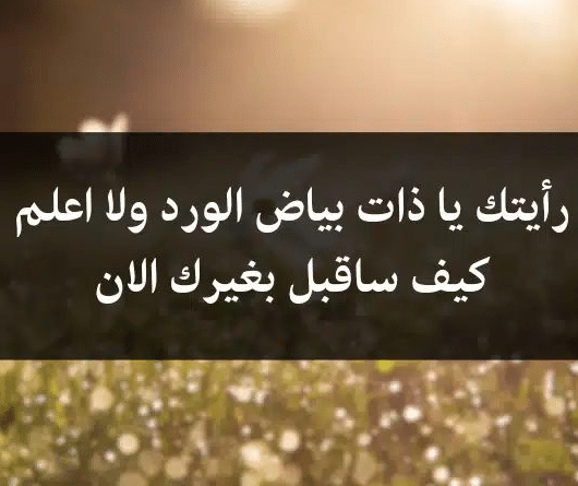 خواطر عن الورد الابيض