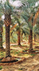 أمثال شعبية عن النخلة