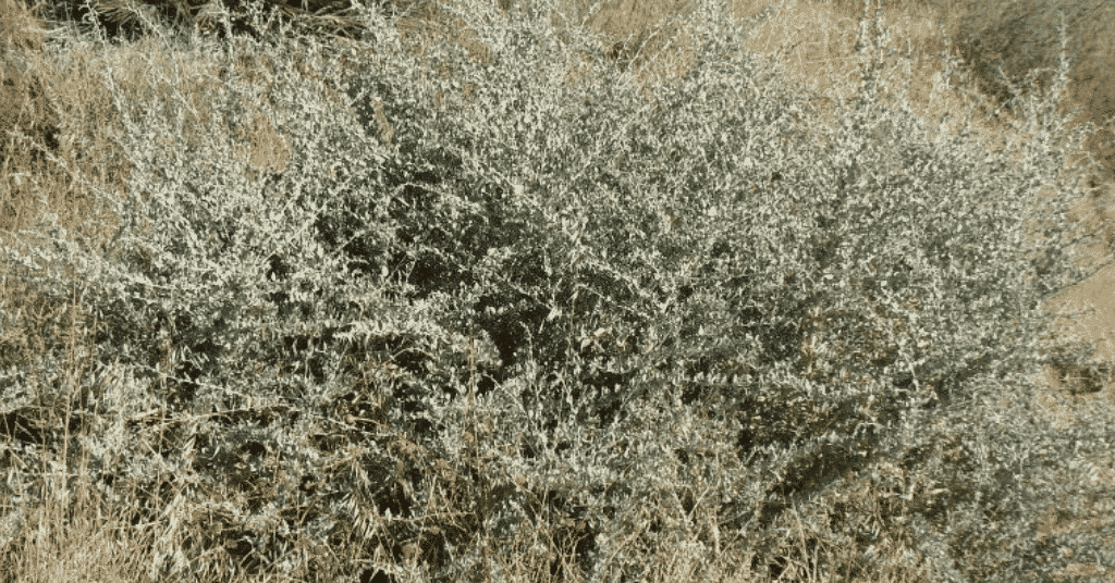 كيفية استعمال عشبة القطف للنساء