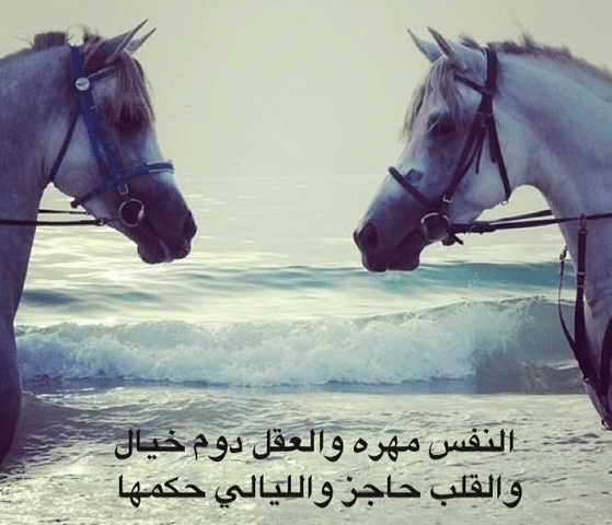 اقتباسات عن الخيل