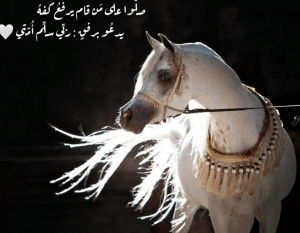 اقتباسات عن الخيل