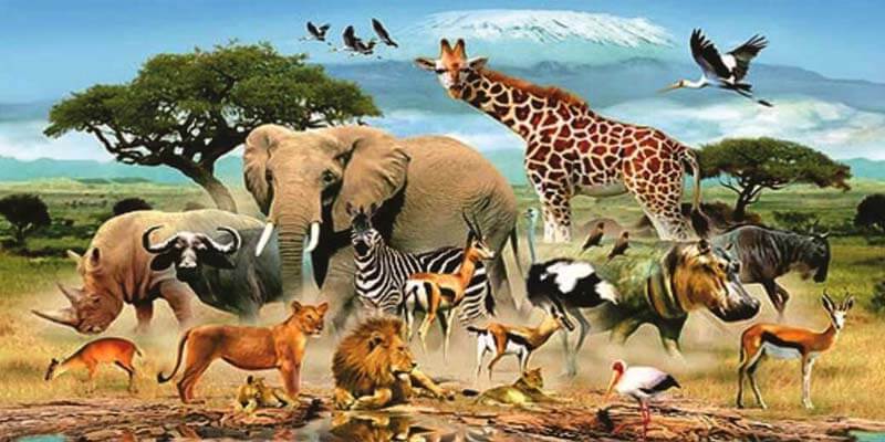 ألغاز عن الحيوانات واسئلة ولا أروع