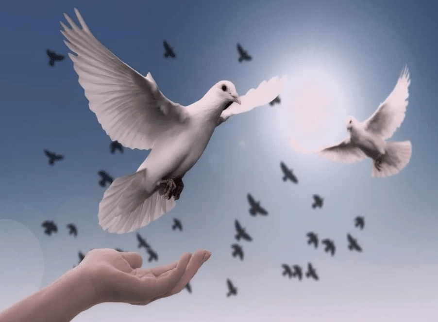 مقدمه وخاتمه عن السلام