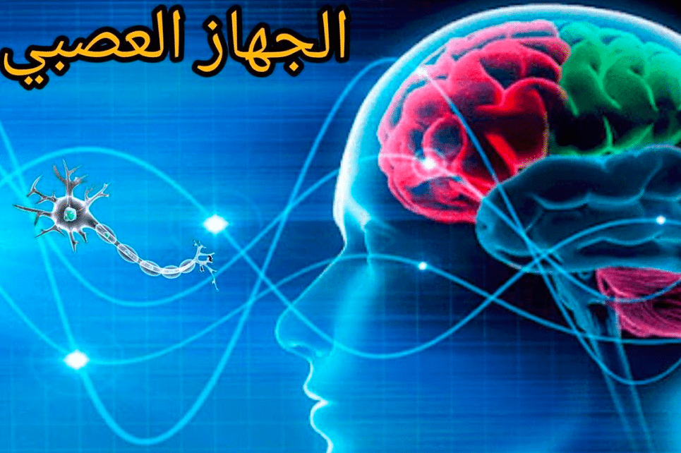 شرح درس الجهاز العصبي