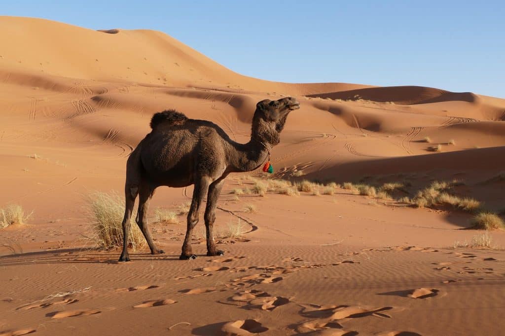 تقرير عن الابل