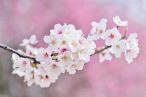 عبارات بالانجليزي عن فصل الربيع مترجمة للعربي