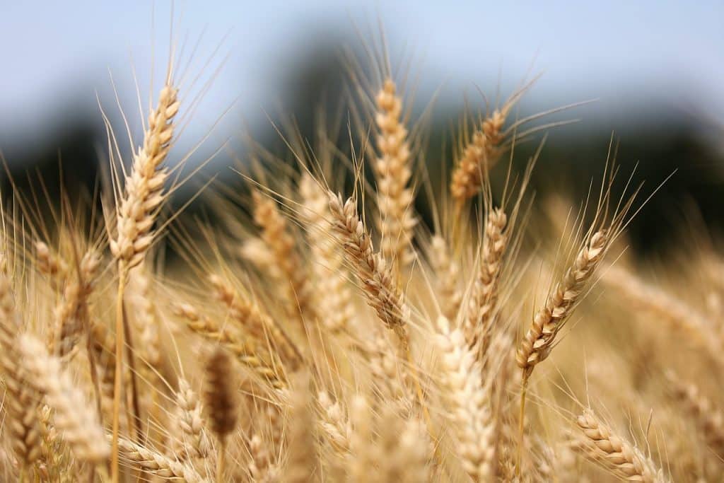 تقرير عن الامن الغذائي