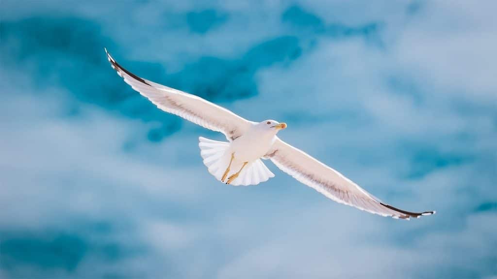 حكم واقوال عن النورس مترجمة بالانجليزي