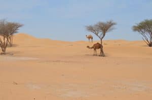 مقال بالانجليزي عن حرب البسوس مترجم بالعربي