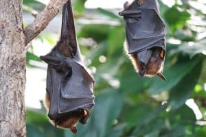 معنى bat بالعربي والانجليزي