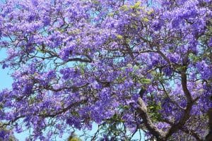 معلومات بالانجليزي عن شجرة الجاكرندا