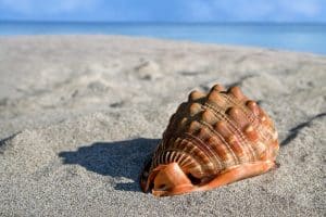 معنى shell بالانجليزي
