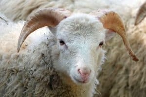 إنشاء بالانجليزي عن عيد الأضحى مترجم للعربي