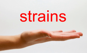 معنى كلمة strain بالانجليزي والعربي