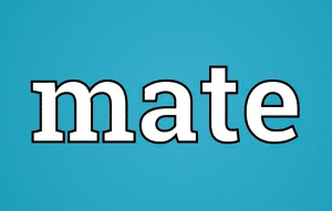 معنى وترجمة كلمة mate بالعربي