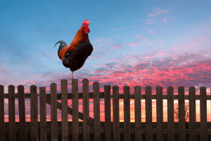 معنى وترجمة cock بالانجليزي