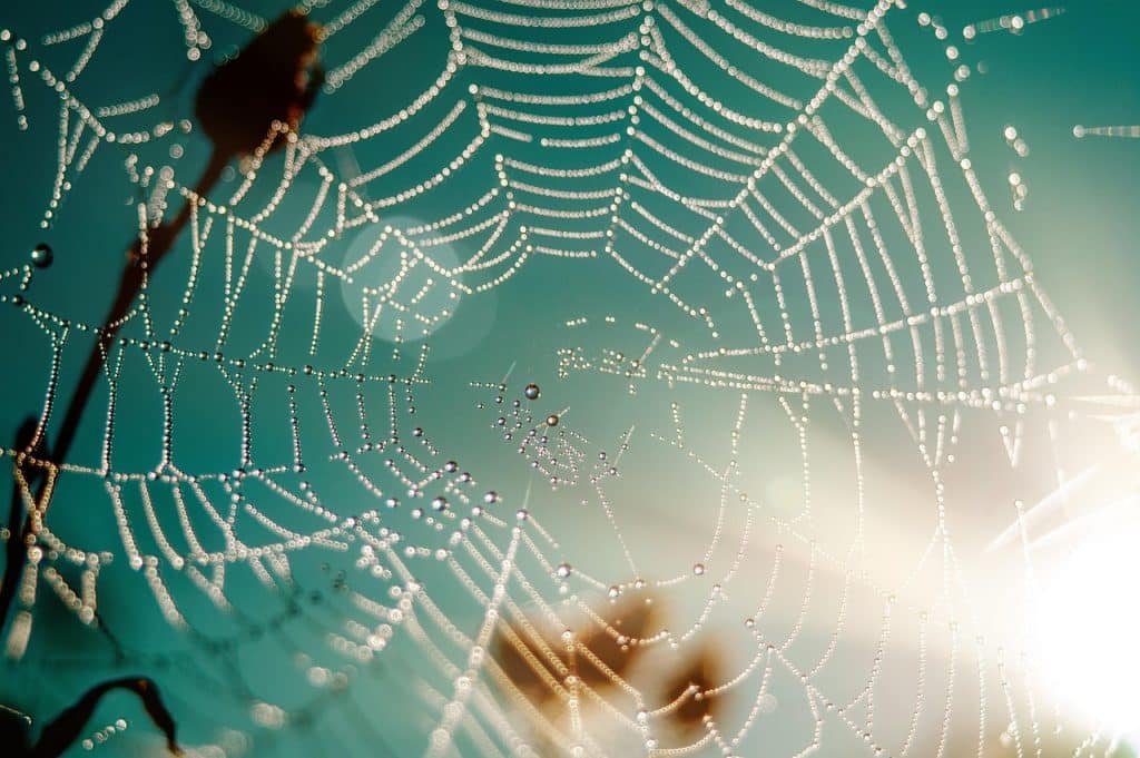 معنى كلمة web بالانجليزي والعربي