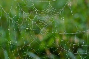معنى كلمة web بالانجليزي والعربي
